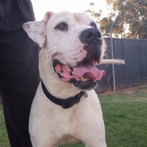 Image of Wally, a larger dog who is a long term resident of Swan Animal Haven. 