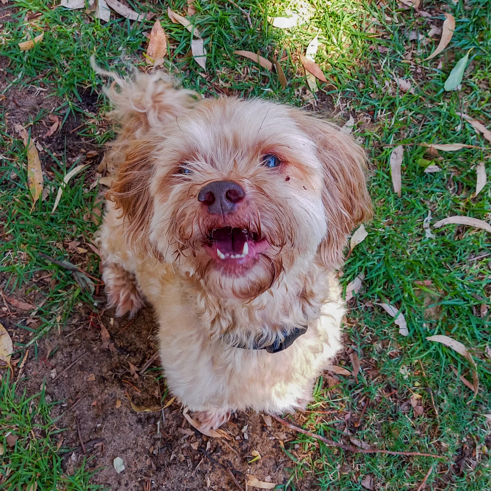 Arnie - caramel Shih Tzu x Maltese