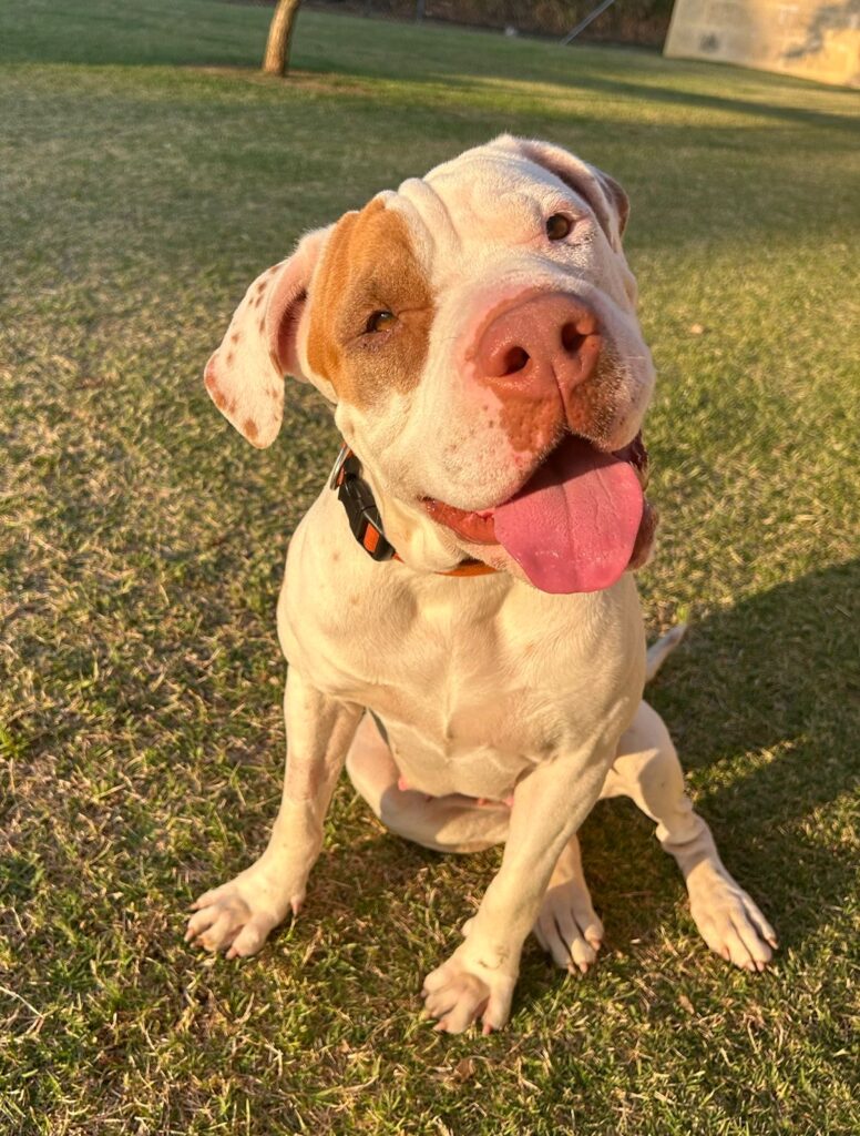 15a41ea8-bb0d-4f43-9b8e-fc3012b0eebf