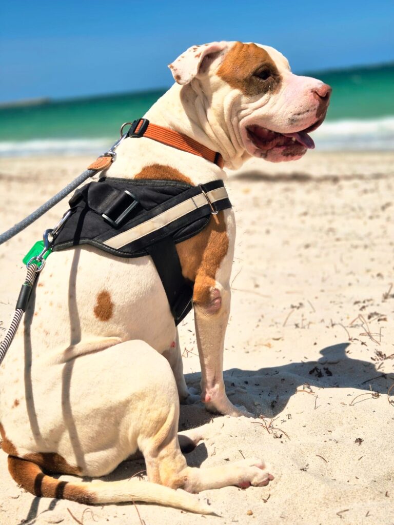 bdec5111-9fc5-441b-a454-2a6dac2ec974