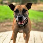Rufus