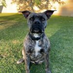 Lulu