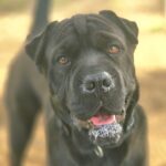 Kovu