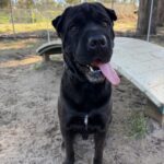 Kovu