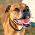 Tyson