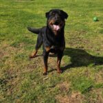 Dozer