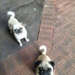 Bella and Stevie